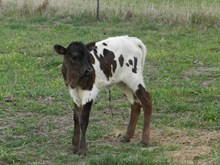 WTR Zoey Heifer